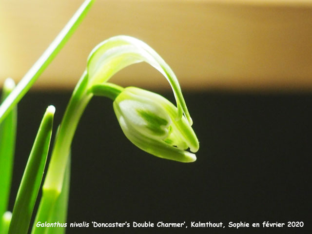 Galanthus nivalis f. pleniflorus 'Doncaster's Double Charmer'