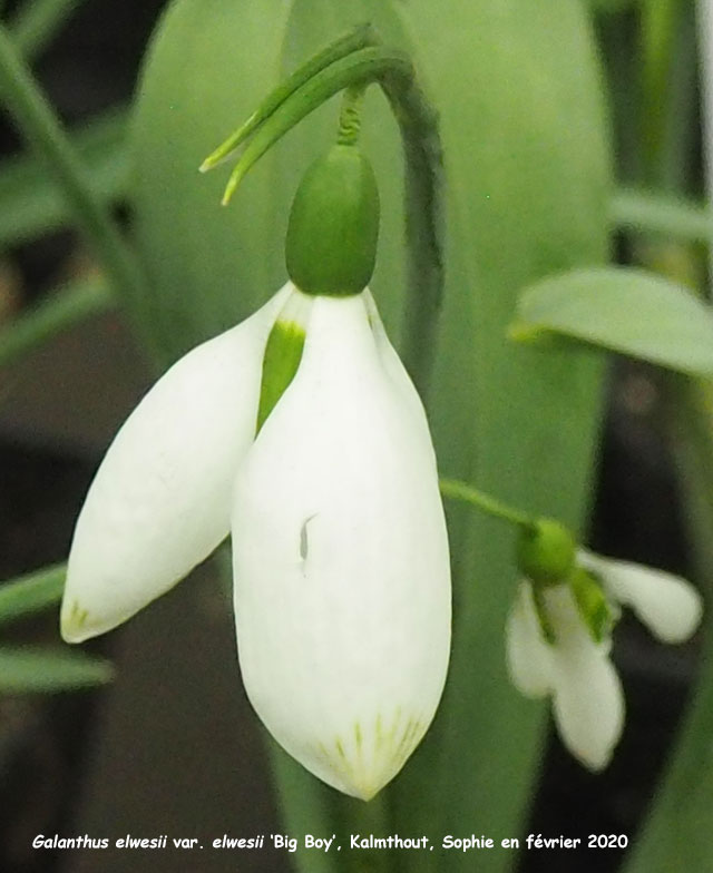 Galanthus elwesii 'Big Boy'