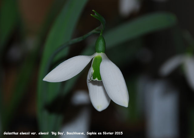 Galanthus elwesii 'Big Boy'