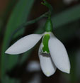 Galanthus elwesii 'Big Boy'