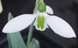 Galanthus elwesii 'Brian Mathew'