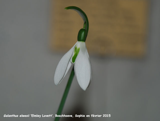 Galanthus elwesii 'Elmley Lovett'