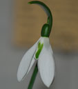 Galanthus elwesii 'Elmley Lovett'