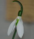 G. elwesii  'Elmley Lovett'