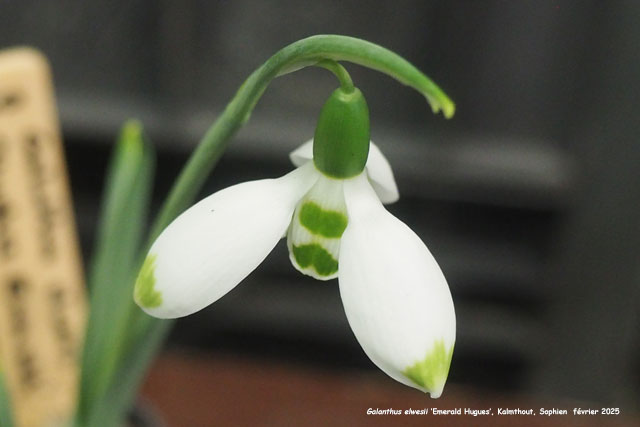 Galanthus elwesii 'Emerald Hughes'