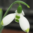 Galanthus 'Emerald Hughes'
