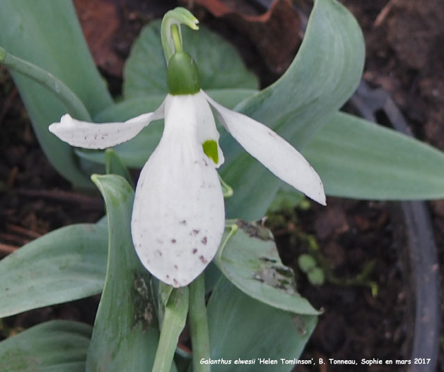 Galanthus elwesii 'Helen Tomlinson'