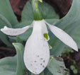 Galanthus elwesii 'Helen Tomlinson'