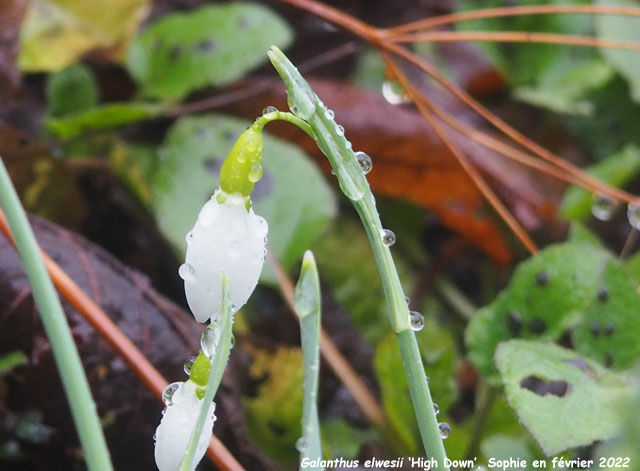 Galanthus gracilis 'High Down'