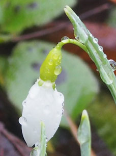 galanthus elwesii 'Highdown''