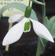 Galanthus 'John Gray'