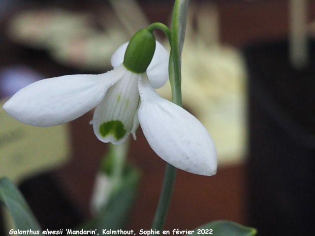 Galanthus elwesii 'Mandarin'