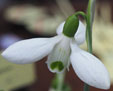 Galanthus elwesii 'Mandarin'