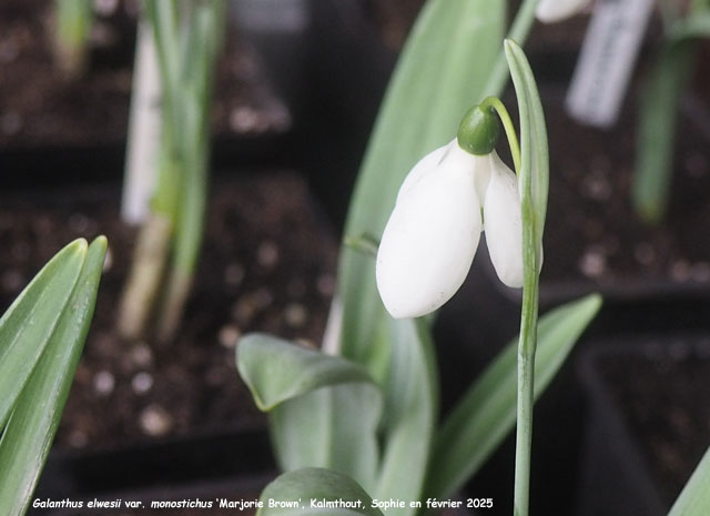 Galanthus elwesii var. monostichus 'Marjorie Brown'