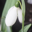 Galanthus elwesii 'Marjorie Brown'