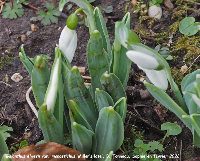 Galanthus elwesii var. monostichus 'Miller's Late'