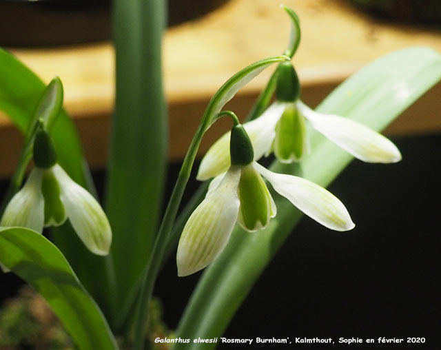 Galanthus elwesii 'Rosmary Burnham'