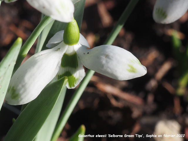 Galanthus elwesii 'Selborne Green Tips'