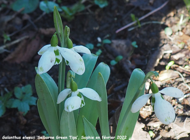 Galanthus elwesii 'Selborne Green Tips