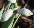 Galanthus elwesii 'Selborne Green Tips'