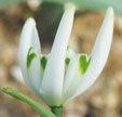 Galanthus 'John Gray'