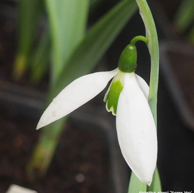 Galanthus 'Yvonne Hay'