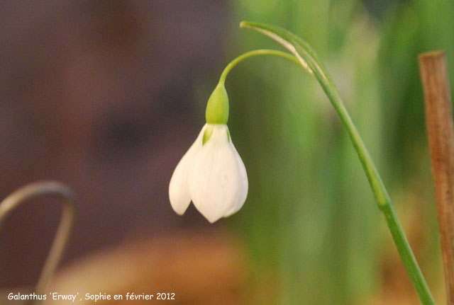 Galanthus 'Erway'