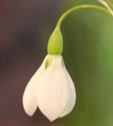 Galanthus 'Erway'