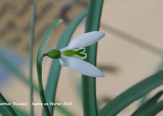 Galanthus 'Excelsis'