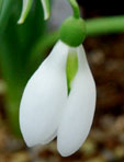 Galanthus 'Excelsis'