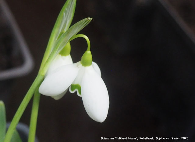 Galanthus 'Falkland House'