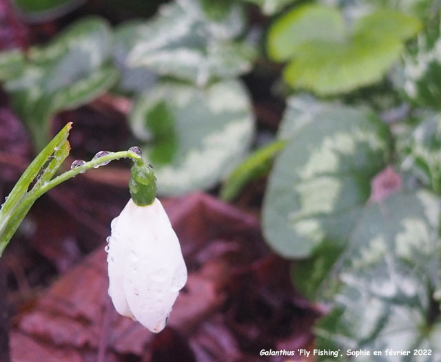 Galanthus 'Fly Fishing'