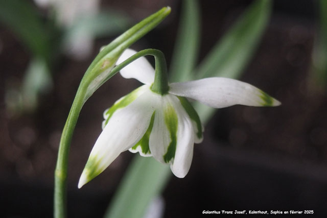 Galanthus 'Franz Josef'