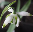 Galanthus 'Franz Josef'