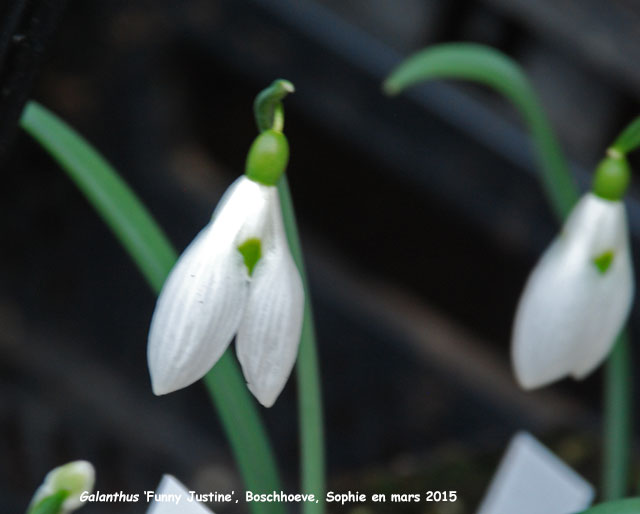 Galanthus 'Funny Justine'