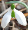 Galanthus 'George Elwes'