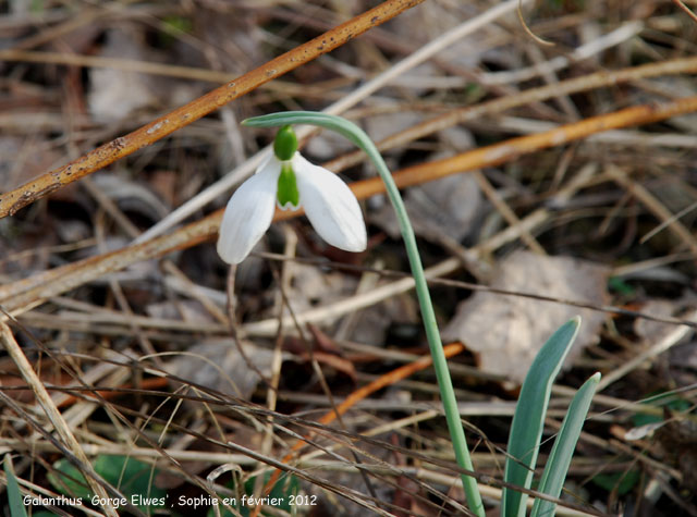 Galanthus 'George Elwes'