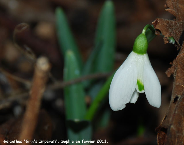 Galanthus 'Ginn's Imperati'