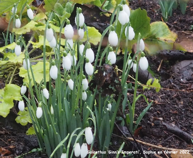 Galanthus 'Ginn's Imperati'