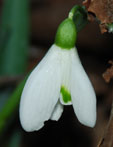 Galanthus 'Ginn's Imperati'