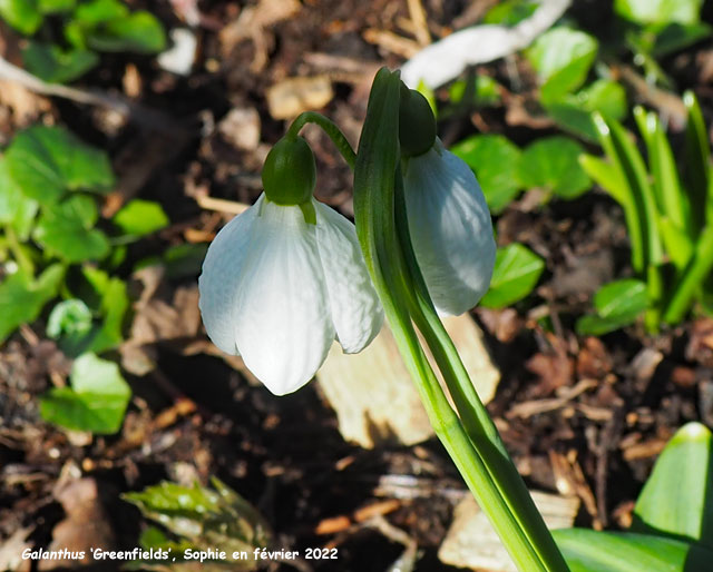 Galanthus 'Greenfields'