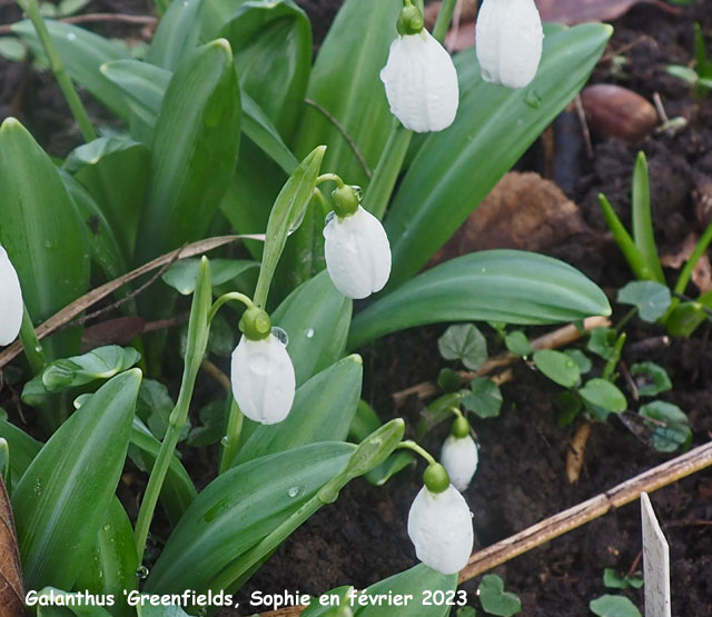 Galanthus 'Greenfields'