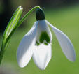 Galanthus 'Hobson's Choice'