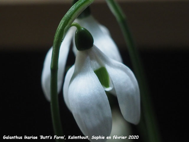 Galanthus ikariae subsp. ikariae 'Butt's Form'