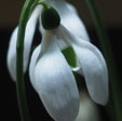 Galanthus ikariae subsp. ikariae 'Butt's Form'