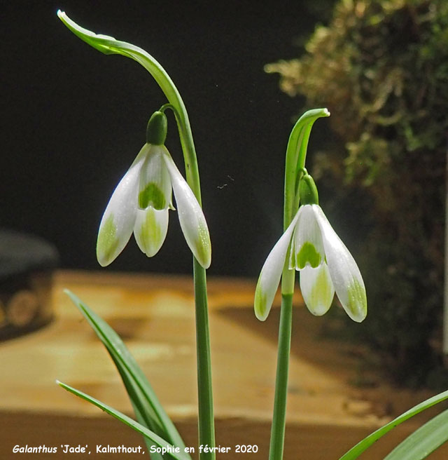 Galanthus 'Jade'
