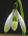 Galanthus 'Jade'