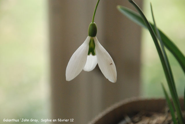 Galanthus 'John Gray'