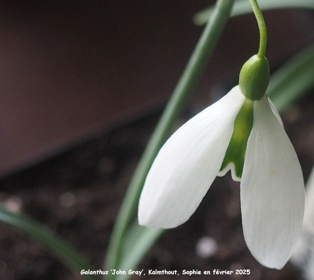 Galanthus 'John Gray'