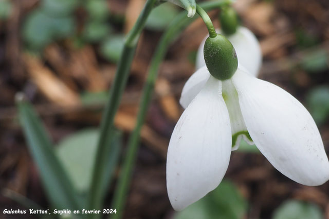 Galanthus 'Ketton'